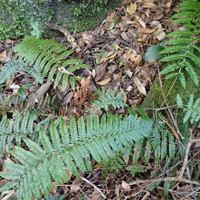 Polystichum australiense (Harsh Shield Fern) at Tianjara, NSW - Yesterday by plants