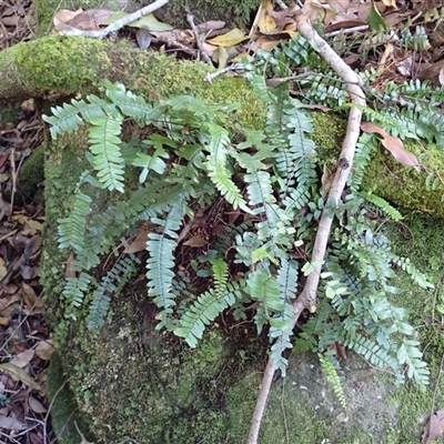 Pellaea nana (Dwarf Sickle Fern) at Tianjara, NSW - Yesterday by plants