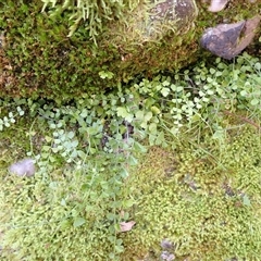 Asplenium flabellifolium (Necklace Fern) at Tianjara, NSW - Yesterday by plants