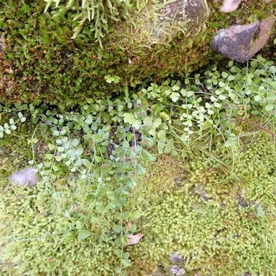Asplenium flabellifolium (Necklace Fern) at Tianjara, NSW - Yesterday by plants