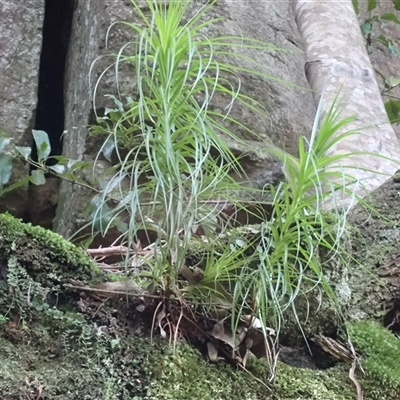 Dracophyllum secundum at Jerrawangala, NSW - Yesterday by plants