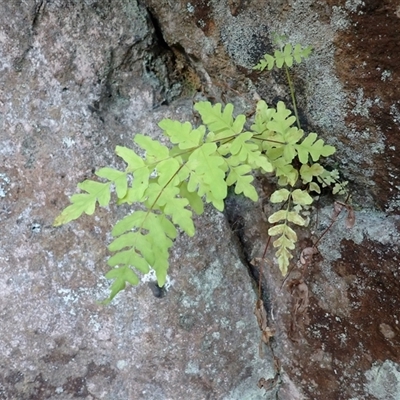 Histiopteris incisa (Bat's-Wing Fern) at Jerrawangala, NSW - Yesterday by plants