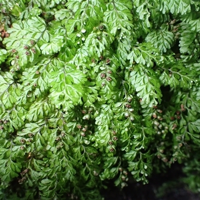 Hymenophyllum cupressiforme (Common Filmy Fern) at Jerrawangala, NSW - Yesterday by plants