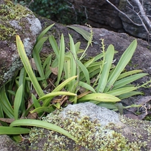 Cestichis reflexa (Tom Cats) at Jerrawangala, NSW - 16 Jun 2025 by plants