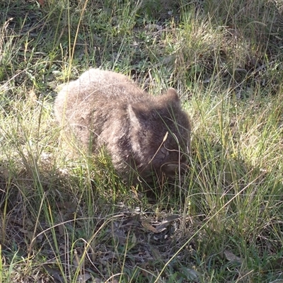 Vombatus ursinus (Common wombat, Bare-nosed Wombat) at West Nowra, NSW - Yesterday by plants