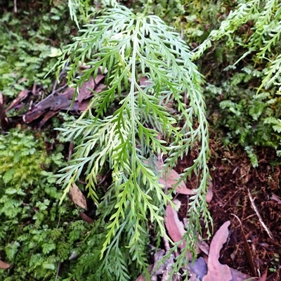 Asplenium flaccidum subsp. flaccidum (Weeping Spleenwort) at Robertson, NSW - Today by plants