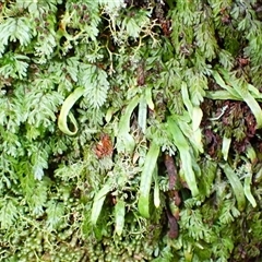 Notogrammitis billardierei (Finger Fern) at Robertson, NSW - Today by plants