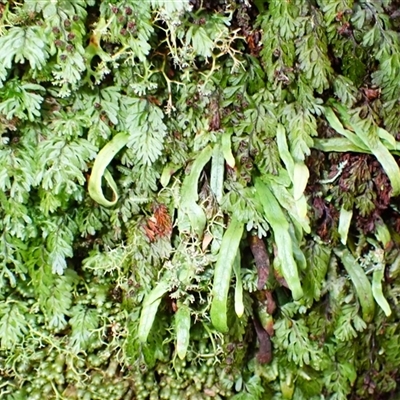 Notogrammitis billardierei (Finger Fern) at Robertson, NSW - Today by plants