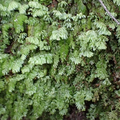 Hymenophyllum cupressiforme (Common Filmy Fern) at Robertson, NSW - Today by plants