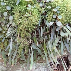 Pyrrosia rupestris (Rock Felt Fern) at Robertson, NSW - Today by plants