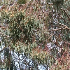 Eucalyptus bridgesiana at West Wodonga, VIC - 16 Jun 2025 by KylieWaldon