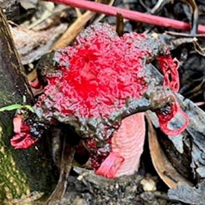Aseroe rubra at Yarralumla, ACT - 22 May 2025 by galah681