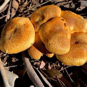Gymnopilus junonius (Spectacular Rustgill) at Yarralumla, ACT - 1 May 2025 by galah681