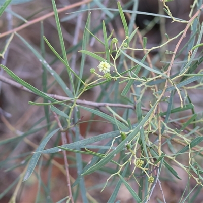Acacia boormanii at West Wodonga, VIC - 16 Jun 2025 by KylieWaldon