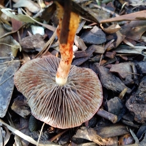 Leratiomyces ceres at Diamond Creek, VIC - suppressed