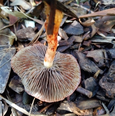 Leratiomyces ceres (Red Woodchip Fungus) at Diamond Creek, VIC - 17 Jun 2025 by PetersView