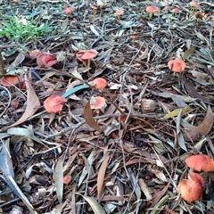 Leratiomyces ceres at Diamond Creek, VIC - suppressed