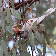 Manorina melanocephala (Noisy Miner) at West Wodonga, VIC - 16 Jun 2025 by KylieWaldon