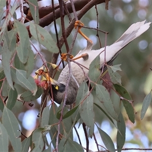 Manorina melanocephala (Noisy Miner) at West Wodonga, VIC - 16 Jun 2025 by KylieWaldon