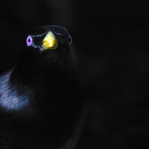 Ptilonorhynchus violaceus (Satin Bowerbird) at Kambah, ACT - 4 Jun 2025 by LineMarie