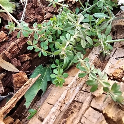 Galium murale (Small Bedstraw) at Isaacs, ACT - 17 Jun 2025 by Mike