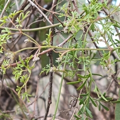Clematis leptophylla (Small-leaf Clematis, Old Man's Beard) at Isaacs, ACT - 17 Jun 2025 by Mike