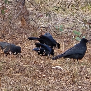 Corcorax melanorhamphos (White-winged Chough) at Isaacs, ACT - 17 Jun 2025 by Mike