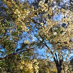 Acacia terminalis (Sunshine Wattle) at Fadden, ACT - 17 Jun 2025 by Mike
