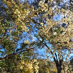 Acacia terminalis (Sunshine Wattle) at Fadden, ACT - 17 Jun 2025 by Mike