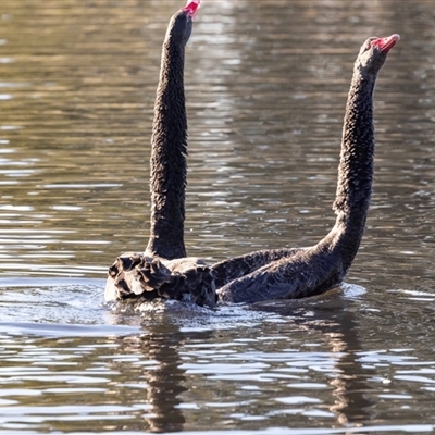 Cygnus atratus (Black Swan) at Monash, ACT - 30 May 2025 by AlisonMilton