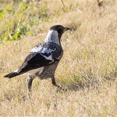 Gymnorhina tibicen (Australian Magpie) at Monash, ACT - 30 May 2025 by AlisonMilton