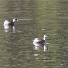 Poliocephalus poliocephalus (Hoary-headed Grebe) at Isabella Plains, ACT - 30 May 2025 by AlisonMilton