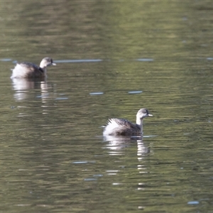 Poliocephalus poliocephalus (Hoary-headed Grebe) at Isabella Plains, ACT - 30 May 2025 by AlisonMilton