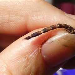 Lychas marmoreus at Ballyroe, NSW - suppressed