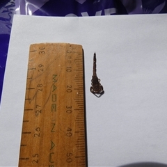 Lychas marmoreus at Ballyroe, NSW - suppressed