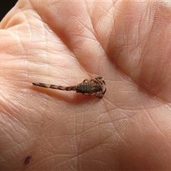 Lychas marmoreus at Ballyroe, NSW - suppressed