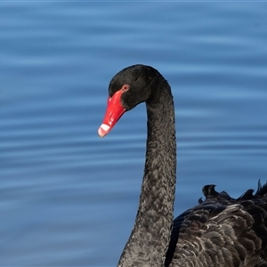 Cygnus atratus (Black Swan) at Monash, ACT - 30 May 2025 by AlisonMilton