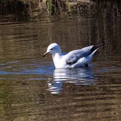 Chroicocephalus novaehollandiae (Silver Gull) at Monash, ACT - 30 May 2025 by AlisonMilton