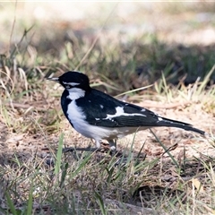Grallina cyanoleuca (Magpie-lark) at Monash, ACT - 30 May 2025 by AlisonMilton