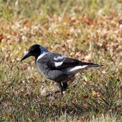 Gymnorhina tibicen (Australian Magpie) at Monash, ACT - 30 May 2025 by AlisonMilton