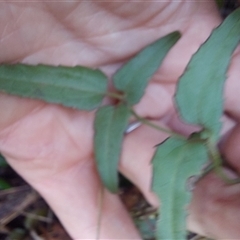 Clematis aristata (Mountain Clematis) at Paddys River, NSW - 17 Jun 2025 by joscobie
