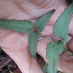 Clematis aristata (Mountain Clematis) at Paddys River, NSW - 17 Jun 2025 by joscobie