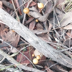 Unverified Fungus at Paddys River, NSW - 17 Jun 2025 by joscobie