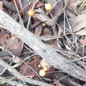 Unverified Fungus at Paddys River, NSW - 17 Jun 2025 by joscobie