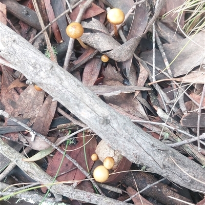 Unverified Fungus at Paddys River, NSW - 17 Jun 2025 by joscobie