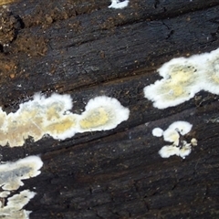 Unverified Fungus at Paddys River, NSW - 17 Jun 2025 by joscobie