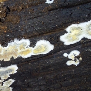 Unverified Fungus at Paddys River, NSW - 17 Jun 2025 by joscobie
