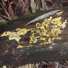 Phanerochaete/Rhizochaete at Paddys River, NSW - 17 Jun 2025 02:37 PM