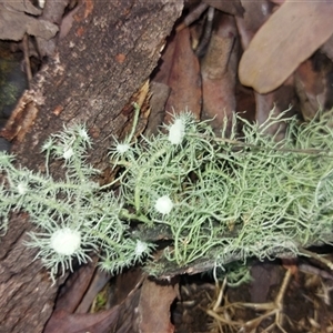 Usnea sp. (genus) (Bearded lichen) at Paddys River, NSW - 17 Jun 2025 by joscobie