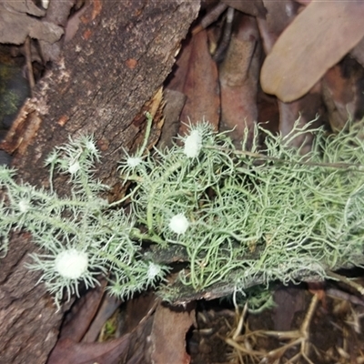 Usnea sp. (genus) (Bearded lichen) at Paddys River, NSW - 17 Jun 2025 by joscobie